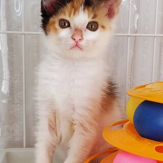 6/19有り難うございます、譲渡決定です。