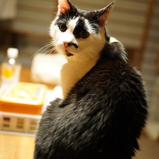 お膝乗りにゃんこ「右京」