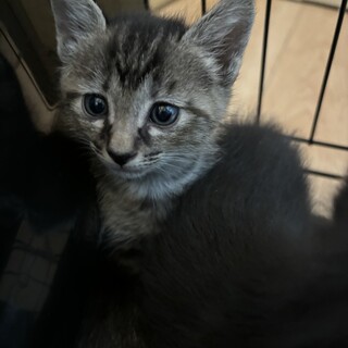 幸運のカギしっぼな仔猫