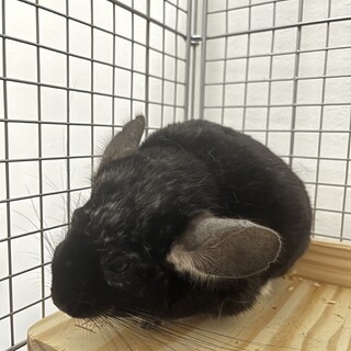 チンチラ　10ヶ月