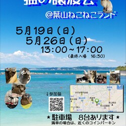 湘南地区最大級‼️保護猫譲渡会