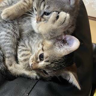 生後2ヶ月半子猫2匹