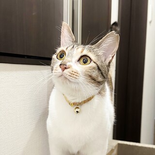 ★里親様決定!★とっても綺麗な三毛さん❤あむ