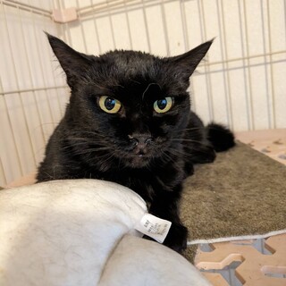 ハンデありでも受け入れてくれる里親さまお願いします