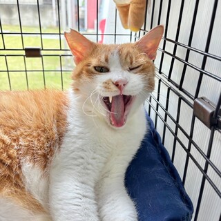 まったり大人男子　きゅうちゃん♂