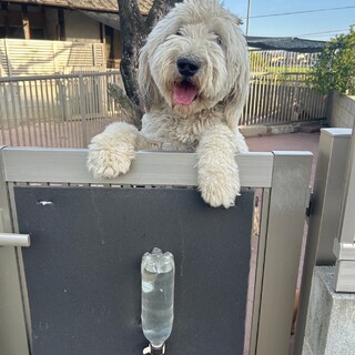 オールドイングリッシュシープドッグ女の子