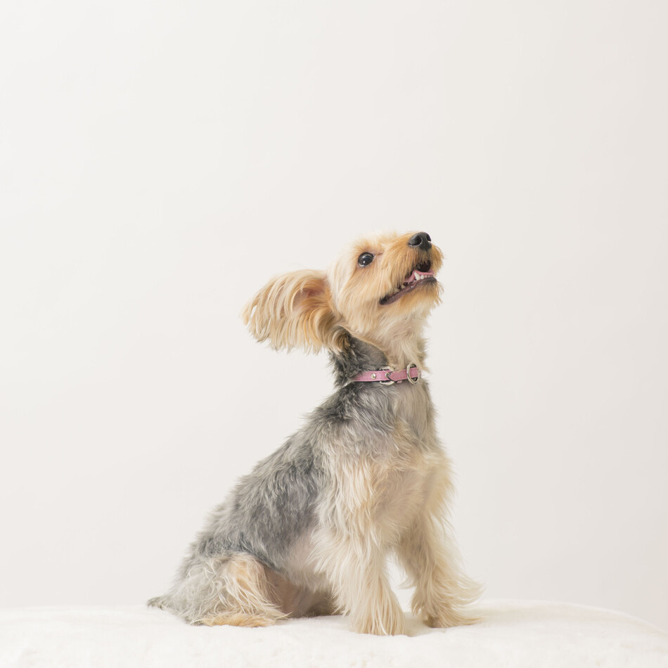 レイアのカバー写真