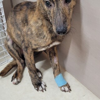 センター収容の子犬のとろろ