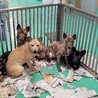 センター収容の子犬のとろろ サムネイル5