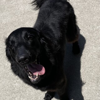 フラットコーテッドレトリーバー6歳