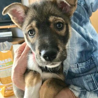人が大好き人なつこい甘えん坊メス子犬