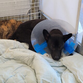 センター収容の子犬、みつば