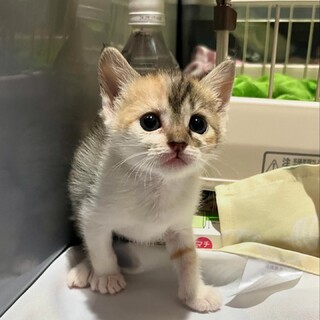 生後1ヶ月　甘えん坊のミケ猫
