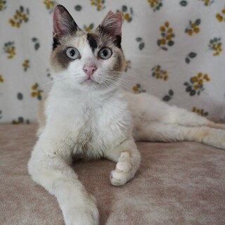 【トライアル中につき募集停止中】