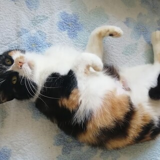 ☆とっても甘えん坊でキュートな三毛ちゃん☆