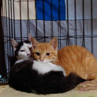 とても人懐っこい仲良し兄弟チョビ＆まるをよろしく