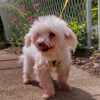 【至急】マルチーズ12歳メス