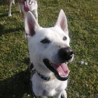 刺された壮絶な過去を乗り越えたハクくん