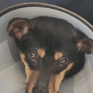 センター収容の子犬、かぼす