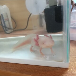 ウーパールーパーちゃんの里親さん決定致しました！