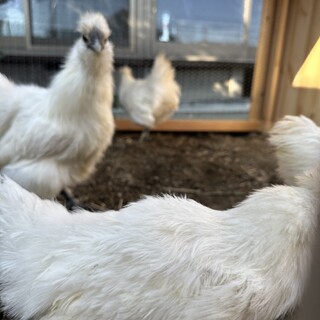 烏骨鶏4ヶ月オス栃木佐野市