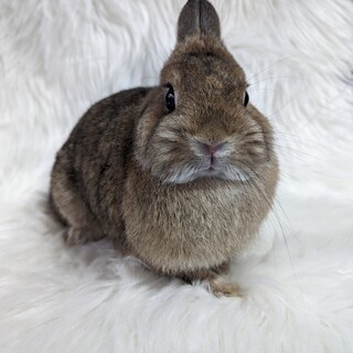 純血種ネザーランドドワーフ　女の子