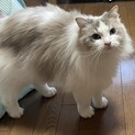 ラグドール　メス　東京　成猫　2020年生まれ