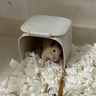 キンクマハムスター(女の子)今年3月生まれの子