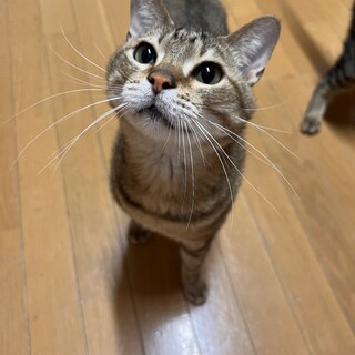 ねこ大好きねこ「けいくん」