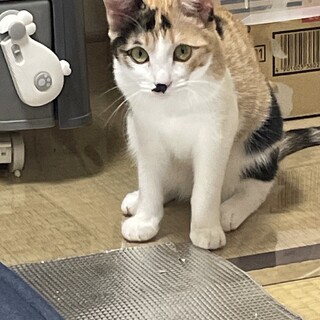 やんちゃな子猫です。