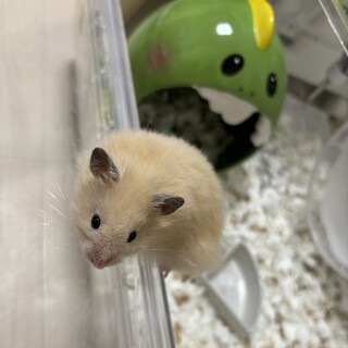 長毛キンクマハムスター(女の子)今年3月生まれの子