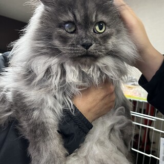 里親決定。長毛去勢済みあつし君りんご猫