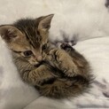生後1ヶ月の子猫ちゃん♩一才になった母猫も募集中！
