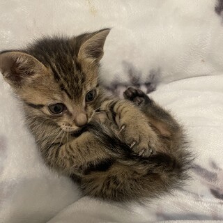 生後1ヶ月の子猫ちゃん♩一才になった母猫も募集中！