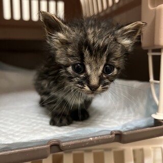 生後1か月半くらいの可愛らしいキジトラの男の子