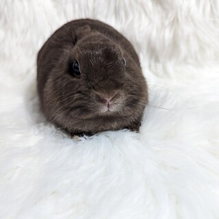 純血種ネザーランドドワーフ　女の子