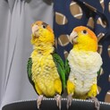 インコ2羽