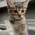 【生後1ヵ月程度】幸せの鍵しっぽのキジトラちゃん