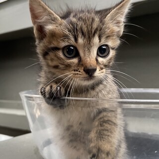 【生後1ヵ月程度】幸せの鍵しっぽのキジトラちゃん