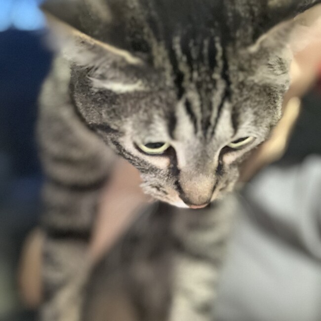 xiaoluのカバー写真