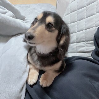 推定3歳くらいのダックスフンド/トライアル中