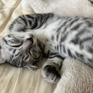 キジトラメス5ヶ月