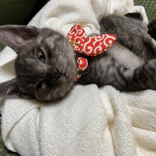 黒トラ5ヶ月オス