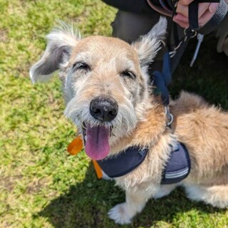 人懐っこくおっとりなシュナ＆コーギーMIXわたげ君