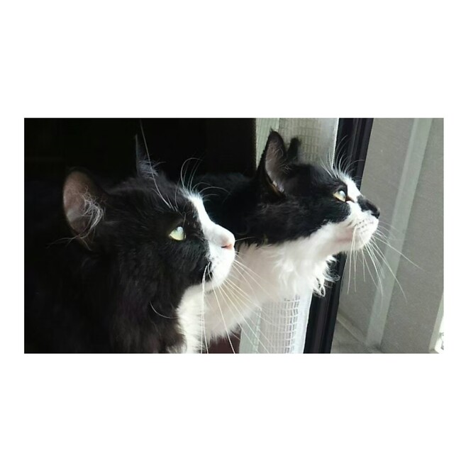 ニャンばばのカバー写真