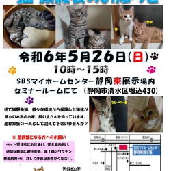 保護ニャンコの譲渡会ｂｙ静岡市清水区