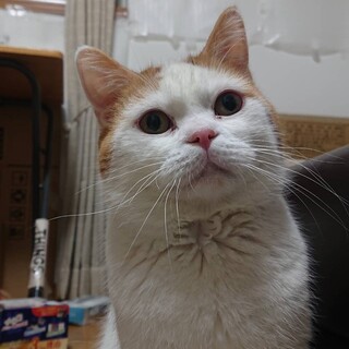 石川県より保護スコティッシュF立耳♂元気いっぱい！