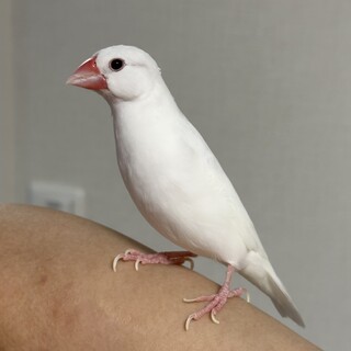 文鳥の里親を募集します。