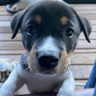 甘えん坊の【ジャイアンくん】