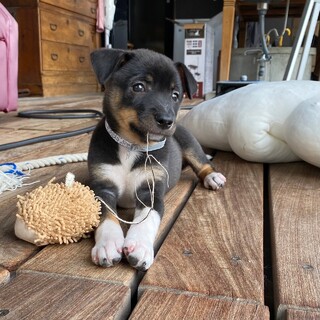 お利口さんな【玉子ちゃん】